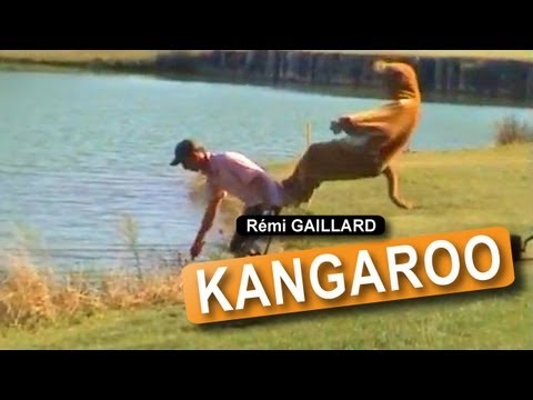 Kangaroo (Rmi GAILLARD)